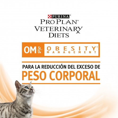 GATO OBESIDAD